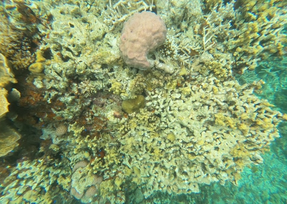 珊-14.帛琉對海洋生態嚴謹的維護，近距離欣賞美麗七彩海洋生物名符其實上帝的水族箱